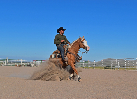 HorseID: 2315084 THE MOBSTER DUN IT - PhotoID: 1100987