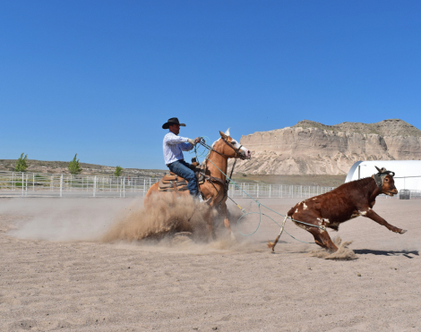 HorseID: 2315084 THE MOBSTER DUN IT - PhotoID: 1100990