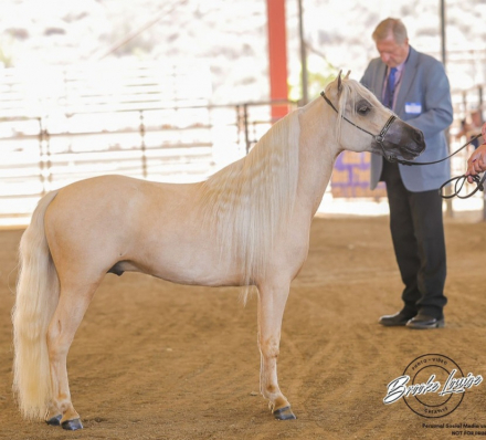 HorseID: 2315088 Double R No Bite Hades. - PhotoID: 1100997