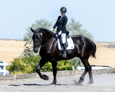 HorseID: 2315090 Diamond M's MJ - PhotoID: 1100998