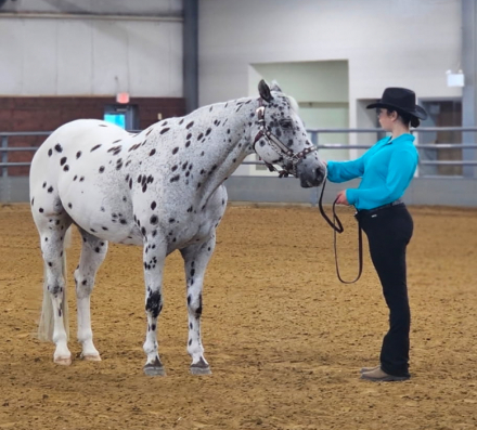 HorseID: 2315091 DK's Dreamin in Jazz - PhotoID: 1100999