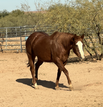HorseID: 2315093 A Sacred Touch - PhotoID: 1101000