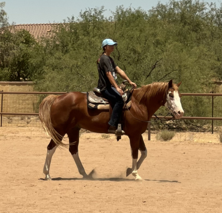 HorseID: 2315095 BC IMPRESS THIS KID - PhotoID: 1101001