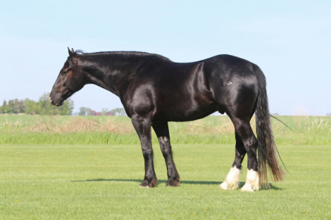 HorseID: 2315096 Thor - PhotoID: 1101002