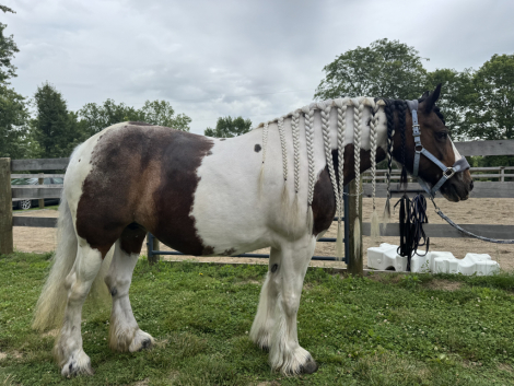 HorseID: 2315098 TMR Vivienne - PhotoID: 1101004