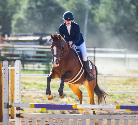 HorseID: 2315101 Wish upon a star - PhotoID: 1101044