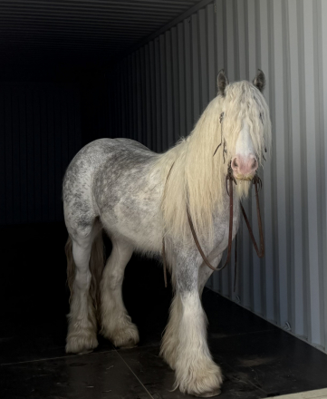 HorseID: 2315104 Brisk - PhotoID: 1101011