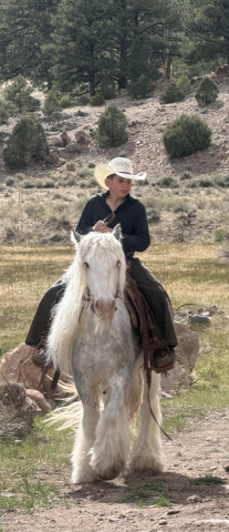 HorseID: 2315104 Brisk - PhotoID: 1101012