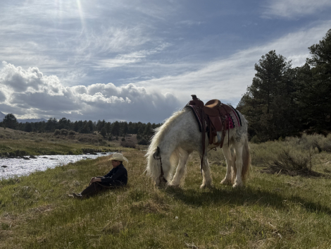 HorseID: 2315104 Brisk - PhotoID: 1101013