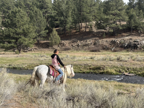 HorseID: 2315104 Brisk - PhotoID: 1101014