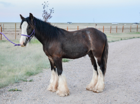HorseID: 2315105 Cash - PhotoID: 1101015