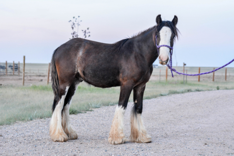 HorseID: 2315105 Cash - PhotoID: 1101016