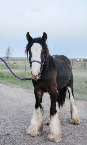 HorseID: 2315105 Cash - PhotoID: 1101017