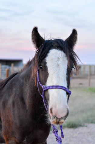 HorseID: 2315105 Cash - PhotoID: 1101018