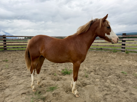 HorseID: 2315107 Darlin Please - PhotoID: 1101019