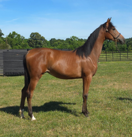 HorseID: 2315110 CAF MARCOS ROCKETTE - PhotoID: 1101025