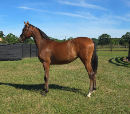 HorseID: 2315110 CAF MARCOS ROCKETTE - PhotoID: 1101026
