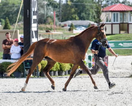 HorseID: 2315110 CAF MARCOS ROCKETTE - PhotoID: 1101027