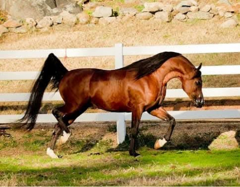 HorseID: 2315110 CAF MARCOS ROCKETTE - PhotoID: 1101028