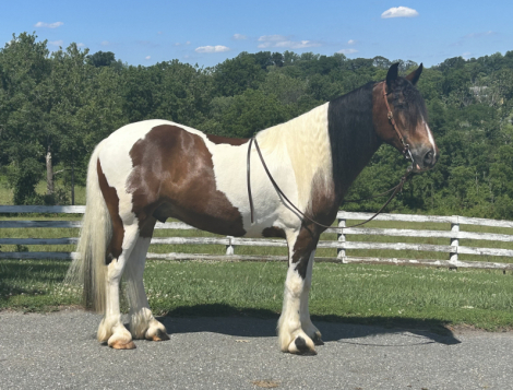 HorseID: 2315111 Rocket Booster - PhotoID: 1101029