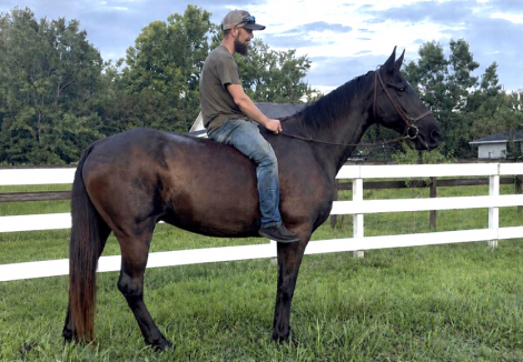 HorseID: 2315112 Knight a true black beauty - PhotoID: 1101031
