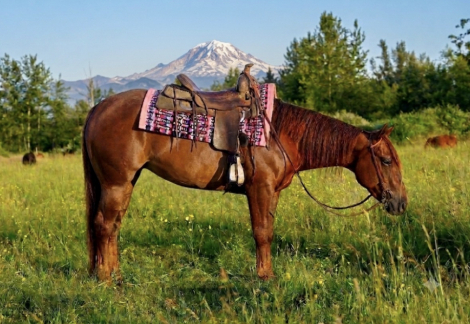 HorseID: 2315114 HIGHCOLONELCAT - PhotoID: 1101032