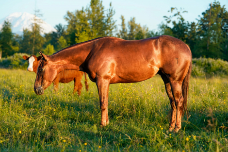 HorseID: 2315114 HIGHCOLONELCAT - PhotoID: 1101033