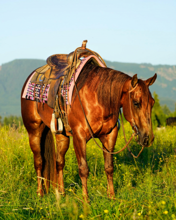 HorseID: 2315114 HIGHCOLONELCAT - PhotoID: 1101034