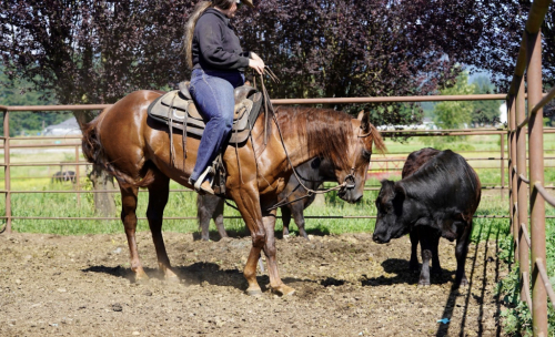 HorseID: 2315114 HIGHCOLONELCAT - PhotoID: 1101035