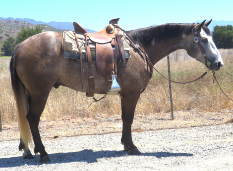 HorseID: 2315117 DS BADLANDS CHAINS - PhotoID: 1101041
