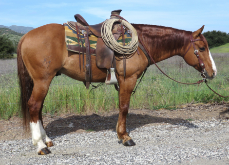 HorseID: 2315123 CQH KING COWBOY - PhotoID: 1101043