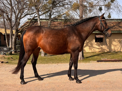 HorseID: 2315133 Canela 2012 - PhotoID: 1101047