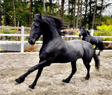HorseID: 2315135 Hinka Kula - PhotoID: 1101048