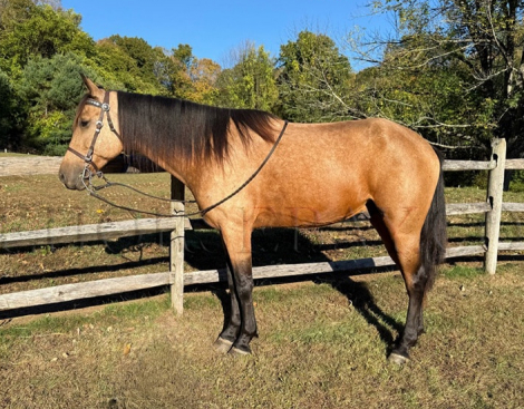 HorseID: 2315136 Cooper - PhotoID: 1101049