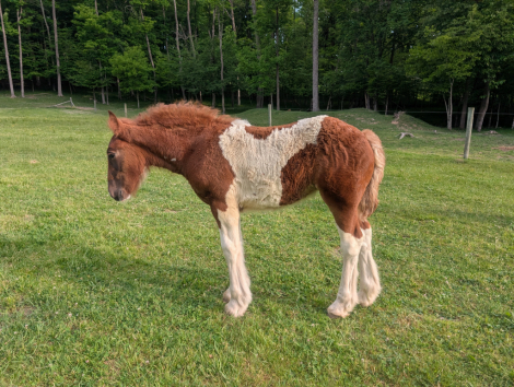 HorseID: 2315138 Mystic Forest I Love Lucy - PhotoID: 1101050