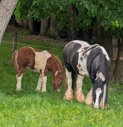 HorseID: 2315138 Mystic Forest I Love Lucy - PhotoID: 1101051