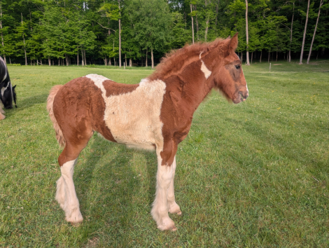 HorseID: 2315138 Mystic Forest I Love Lucy - PhotoID: 1101052