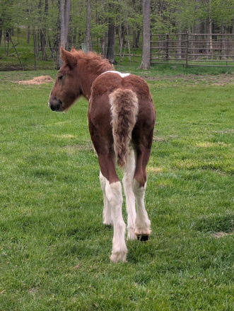 HorseID: 2315138 Mystic Forest I Love Lucy - PhotoID: 1101053