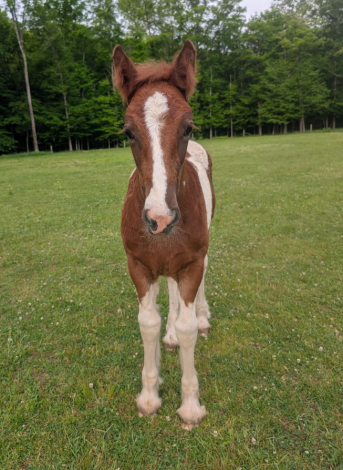 HorseID: 2315138 Mystic Forest I Love Lucy - PhotoID: 1101054
