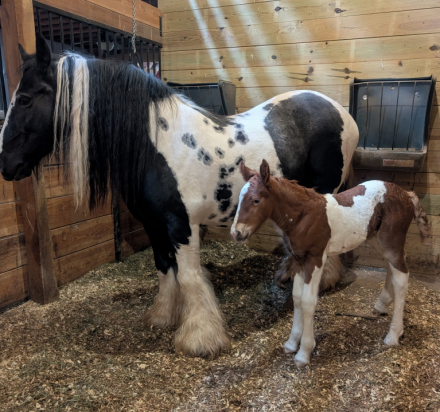HorseID: 2315138 Mystic Forest I Love Lucy - PhotoID: 1101055