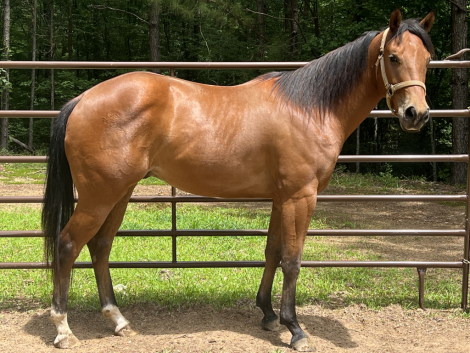 HorseID: 2315141 SR Easter Bunny - PhotoID: 1101057