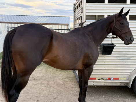 HorseID: 2315142 Ember - PhotoID: 1101058