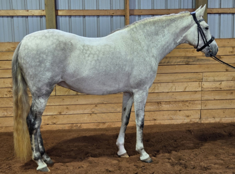 HorseID: 2315144 VA Nobleza - PhotoID: 1101021