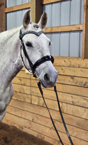 HorseID: 2315144 VA Nobleza - PhotoID: 1101022