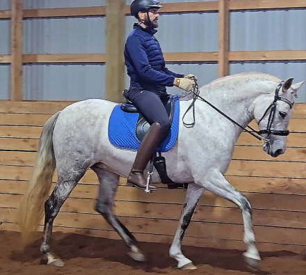 HorseID: 2315144 VA Nobleza - PhotoID: 1101023