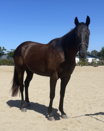 HorseID: 2315147 Batman - PhotoID: 1101059