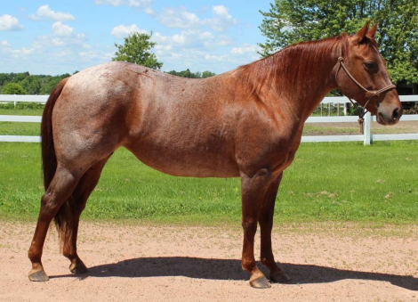 HorseID: 2315156 Rudys Little Dancer - PhotoID: 1101062