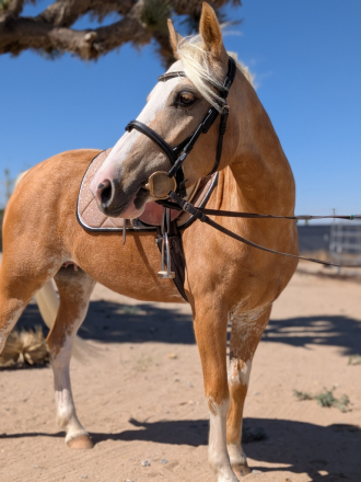 HorseID: 2315157 Barbie girl - PhotoID: 1101060