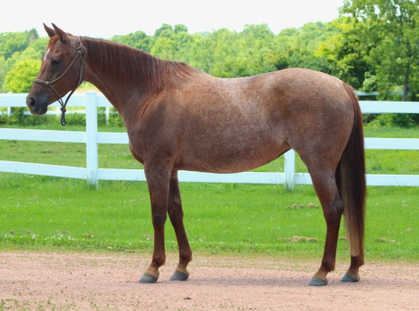 HorseID: 2315158 Boonlight Sweet Oak - PhotoID: 1101061