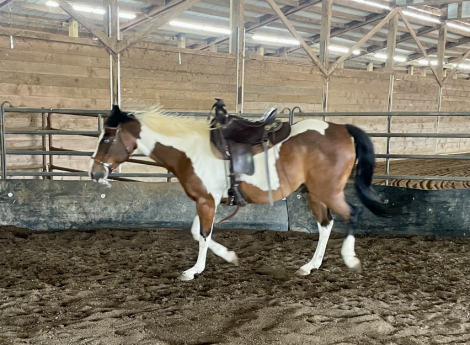 HorseID: 2315163 Jackson - PhotoID: 1101065